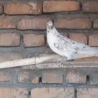 کبوتر تهرانی|پرنده|فیروزآباد, |دیوار