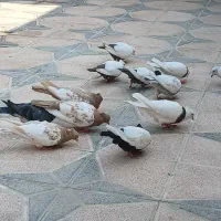 فروش کبوتر بهبهانی و پلاکی|پرنده|شیراز, شریف‌آباد|دیوار