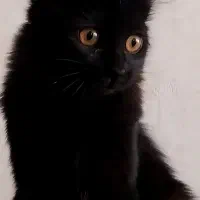 واگذاری رایگان بچه گربه