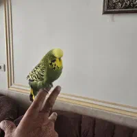 مرغ عشق انگلیسی اصل دستی ومرغ مینا|پرنده|یزد, |دیوار