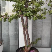 گل ناز،بیدی،بن سای ،کاکتوس صخره،آلوئه ورا|گل و گیاه طبیعی|تهران, کرمان|دیوار