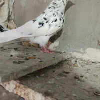 کبوتر کوهی دم سفید