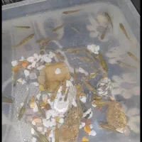 ماهی پرورشی