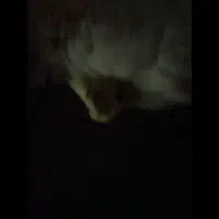 عروس هلندی روی تخم