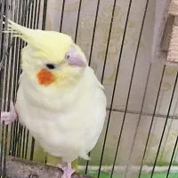 فروش طوطی عروس هلندی لوتینو