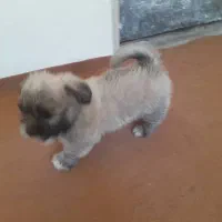 توله تریر فلت|سگ|اصفهان, عمان سامانی|دیوار