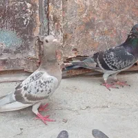 فروش یک جفت پلاکی اصل