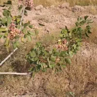 یک-هکتار-باغ-پسته-بصورت-تیکه-فروخته-میشه