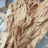 برگ زرد|گل و گیاه طبیعی|کوه چنار, |دیوار