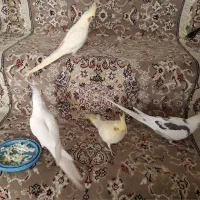 عروس هلندی