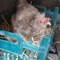 مرغ کرچ گلین