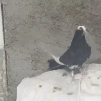 کفتر|پرنده|قم, شهدا|دیوار