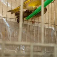 جفت سهره سبز باقفس|پرنده|تبریز, |دیوار