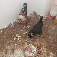 مرغ و خروس سلطان|حیوانات مزرعه|برخوار, |دیوار