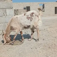 گوسفند فروشی