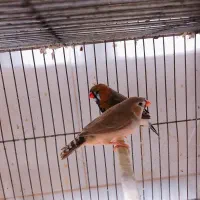 یک جفت فنچ جامبو اخمو مولد درشت|پرنده|تهران, سبلان (لشگر)|دیوار