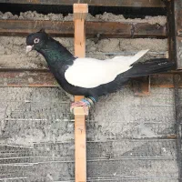 سینه سیاه جفت کت نر و ماده نسل دار