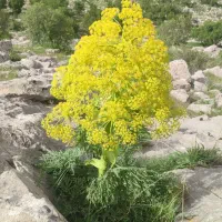 باغداری زدن علف هرز باغ با دستگاه سر کارکشاورزی