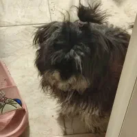 حیوان خانگی