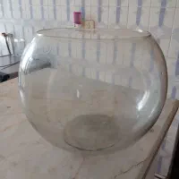 تنگ ماهی