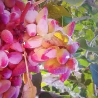 باغ پسته۱۵ ساله  احمد آقایی بختگان آباده طشک|فروش زمین و ملک کلنگی|بختگان, |دیوار