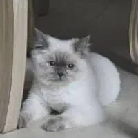 گربه گمشده . هیمالیا