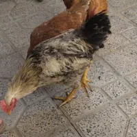 مرغ وخروس