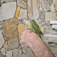 گرینچیک جوجه دون خور