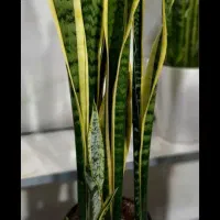 دو عدد فرش ۶ متری ( نو نیست زیاد) یک عدد