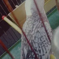 عروس هلندی