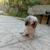 سگ شیتزو فلت فقط 1800|سگ|فردیس, شهرک ناز|دیوار