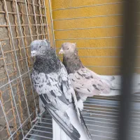 جفت کبوتر سرور دم سفیدوشازده سرور.