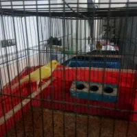 قناری نروماده|پرنده|قنوات, |دیوار