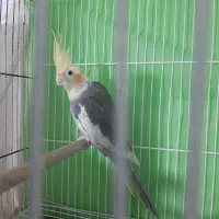 عروس هلندی|پرنده|مشهد, نیزه|دیوار