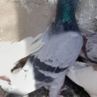کفتر کبوتر پلاکی|پرنده|شیراز, سعدیه شمالی|دیوار