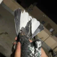 کبوتر پرشی|پرنده|پاکدشت, پاکدشت (مامازند)|دیوار