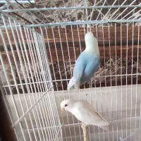 طوطی برزیلی