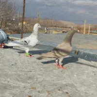 پرنده|پرنده|آبگرم, |دیوار