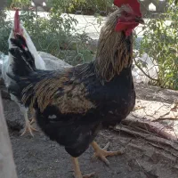 خروس مشکی جوان خانگی