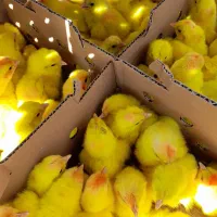 جوجه رنگی، رسمی، اردک