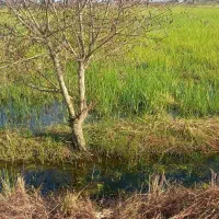 فروش زمین زراعی ۲۸۰۰متری لنگرود روستای ارباستان|فروش زمین و ملک کلنگی|رودبنه, |دیوار
