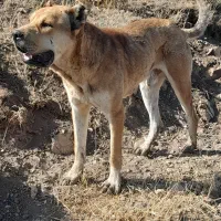 سگ گله