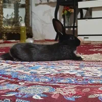 خرگوش|موش و خرگوش|پاکدشت, پاکدشت (مامازند)|دیوار