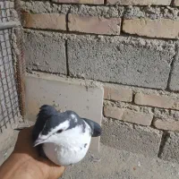 کبوتر ریش سیاه|پرنده|سراوان, |دیوار