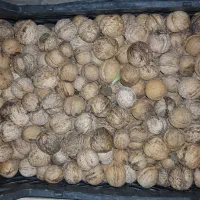 گردو خشک تازه