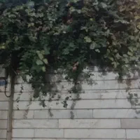۶۶متری