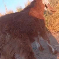 کهره ماده جملی زاه لنگ ۲تایی|حیوانات مزرعه|هامون, |دیوار