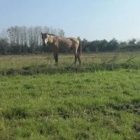 نریان رنگ سمند|اسب و تجهیزات اسب‌سواری|لشت نشا, |دیوار