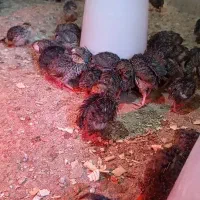 بلدرچین ،25 روزه