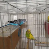 چند نمونه پرنده